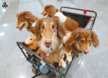 國民黨台北市議員陳炳甫提案,北北基桃應設立「公有寵物遺體專用焚化爐」,圖為示意圖。(本報資料照片)