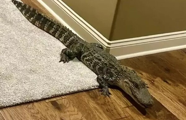 美國路易斯安納州一對夫婦日前大吃一驚地發現,有條大約1.5公尺長的鱷魚溜進了他們的新家。獲報前來處理的動物專家表示,牠有可能跟著涼空氣而穿過狗門進到房子裡。圖/擷取自KY3 News