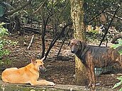 保育類動物遭犬殺　衝擊流浪狗快斷糧