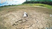 流浪狗為患　澎湖首次高蹺鴴繁殖紀錄遭破壞