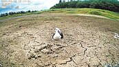 流浪狗為患　澎湖首次高蹺鴴繁殖紀錄遭破壞