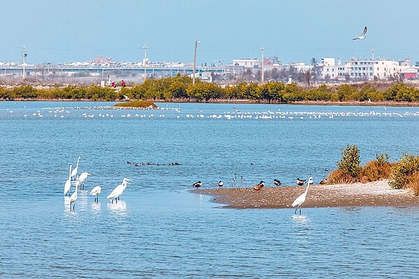 嘉義縣布袋鹽田廢曬後,成野鳥棲息熱點,為營造鳥類良好棲地,高雄市野鳥學會陸續認養343公頃鹽田溼地,並發起募資行動。(嘉義縣政府提供/呂妍庭嘉義傳真)