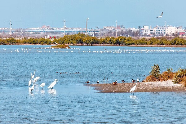 嘉義縣布袋鹽田廢曬後，成野鳥棲息熱點，為營造鳥類良好棲地，高雄市野鳥學會陸續認養343公頃鹽田溼地，並發起募資行動。（嘉義縣政府提供／呂妍庭嘉義傳真）