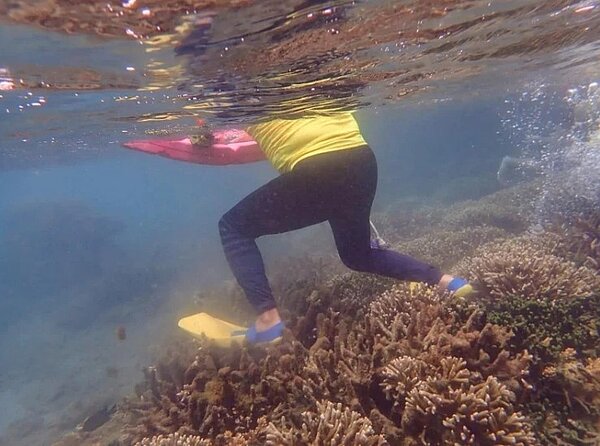網友指出，澎湖七美臥牛海域1日有遊客浮潛涉踩踏海中的「紫色薰衣草」軸孔珊瑚。圖／摘自臉書「七美報報」
