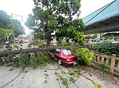 高溫炎熱嘉義市大樹突倒下壓毀轎車　專家鑑定禍首是這個