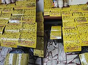 頭皮發麻！曬蒼蠅板「橫屍遍野」慘照　屋主崩潰：真心建議不要住「這」附近