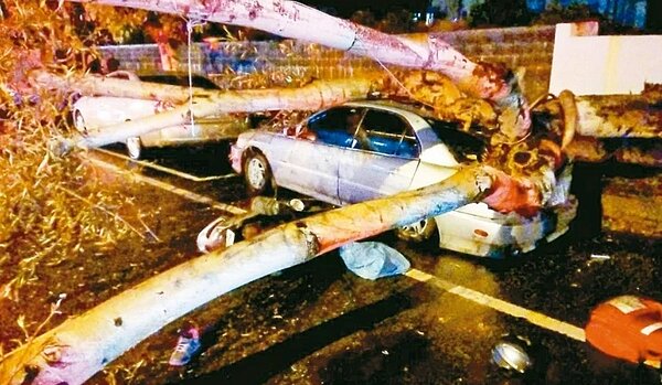 台南市公園路染褐根病的菩提樹突然倒下壓死蔡姓女騎士,園藝業界質疑事前竟渾然不知,路樹巡檢機制顯然出問題。圖/聯合資料照片