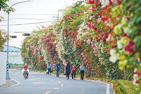 彰化縣田中鎮梅州街旁有一排將近300公尺長、高大壯麗的九重葛花牆,近日民眾發現有人為了拍照摘下花瓣,不捨PO到臉書社團,引發網友討論。(吳建輝攝)