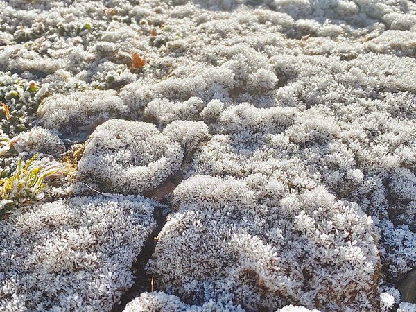 受到強烈大陸冷氣團影響，18日清晨玉山北峰包括氣象站一帶出現植物表面結霜，中央氣象署放送多張美照。圖／中央氣象署提供