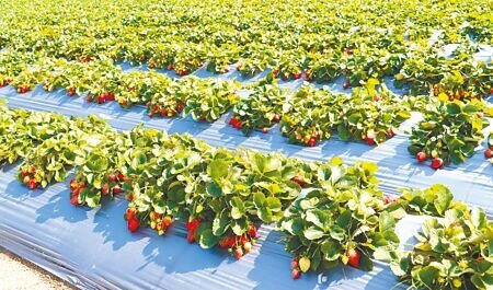 苗栗縣大湖鄉盛產草莓,但近來病蟲害嚴重,鄉長黃惠琴19日出席縣政府縣議會議,盼縣府協助建立健康種苗機制、簡化水保申請,以利農民栽種草莓。(李京昇攝)