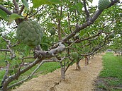 稻草覆蓋釋迦園　減碳又增沃土