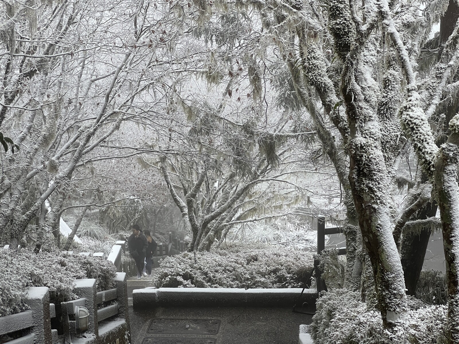 太平山昨夜降雪，以雪白的姿態迎接冬至。記者鍾維軒／攝影 