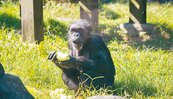 台北動物園白鼻心誤闖展區　慘遭黑猩猩摔死