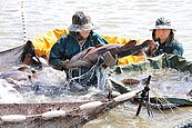 大陸解禁台灣石斑魚　7業者搶頭香