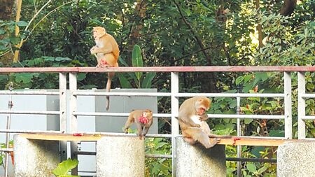 
台灣獼猴近來頻繁現蹤台東知本溫泉區，不畏懼往來人、車，甚至主動索討食物，經林業保育署統計，數量約20餘隻，至今尚未傳出攻擊事件。（蕭嘉蕙攝）
