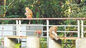 台東知本溫泉區　猴群現蹤討食