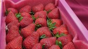 國產草莓比國外還貴？網指出關鍵內幕：價格原地起飛