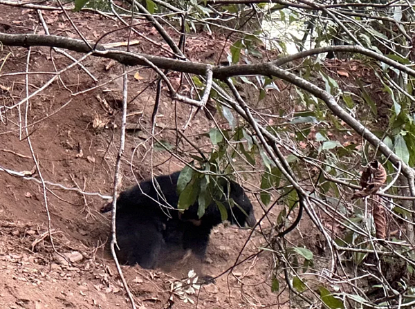 台中市和平區松茂部落居民在松茂林道旁林地發現有黑熊誤中陷阱,林業自然保育署台中分署獲報,啟動救援,晚上完成緊急醫療處置後運送下山。圖/林業保育署台中分署提供