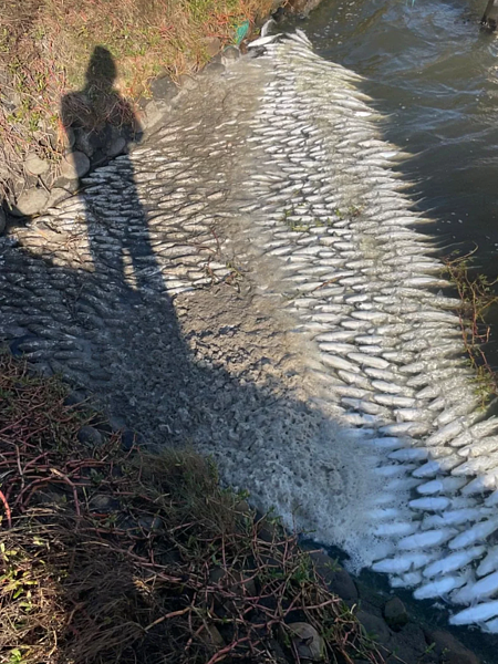 雲林沿海地區日前因氣溫驟降至約10度，造成台西鄉多處魚塭發生虱目魚凍傷死亡情形。圖／陳文求提供