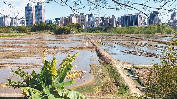 中央暫緩分區輪灌,專業耕作者尤其是代耕業經濟壓力可望減輕,圖為桃園區、蘆竹區交界稻田。聯合報系資料照