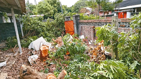 國產署砍除光復新村4棵樹齡超過60年的芒果樹，引發地方反彈。圖／台灣花園城市發展協會秘書長吳東明提供