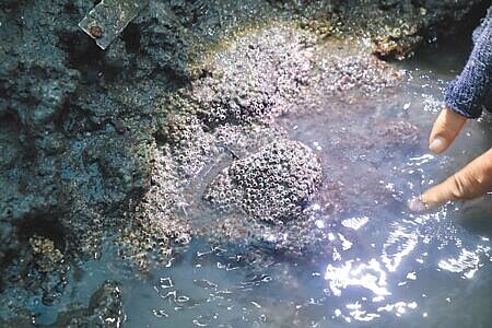 立委陳椒華29日邀珍愛藻礁公投領銜人潘忠政、台灣中油、國立台灣海洋大學與桃園市政府等單位現勘大潭藻礁。潘指出，柴山多杯孔珊瑚面積縮小，盼相關單位建立監督機制，持續調查三接工程對生態的影響。（蔡明攝）