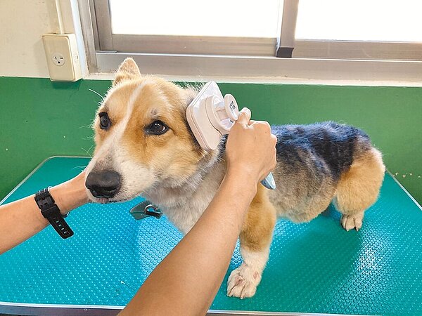 台南市安南區28日傳出有人虐狗,引發網友號召聚集在飼主家門口丟雞蛋,台南市動保處連夜將狗沒入送往灣裡動物收容所安置。圖/台南市動保處提供