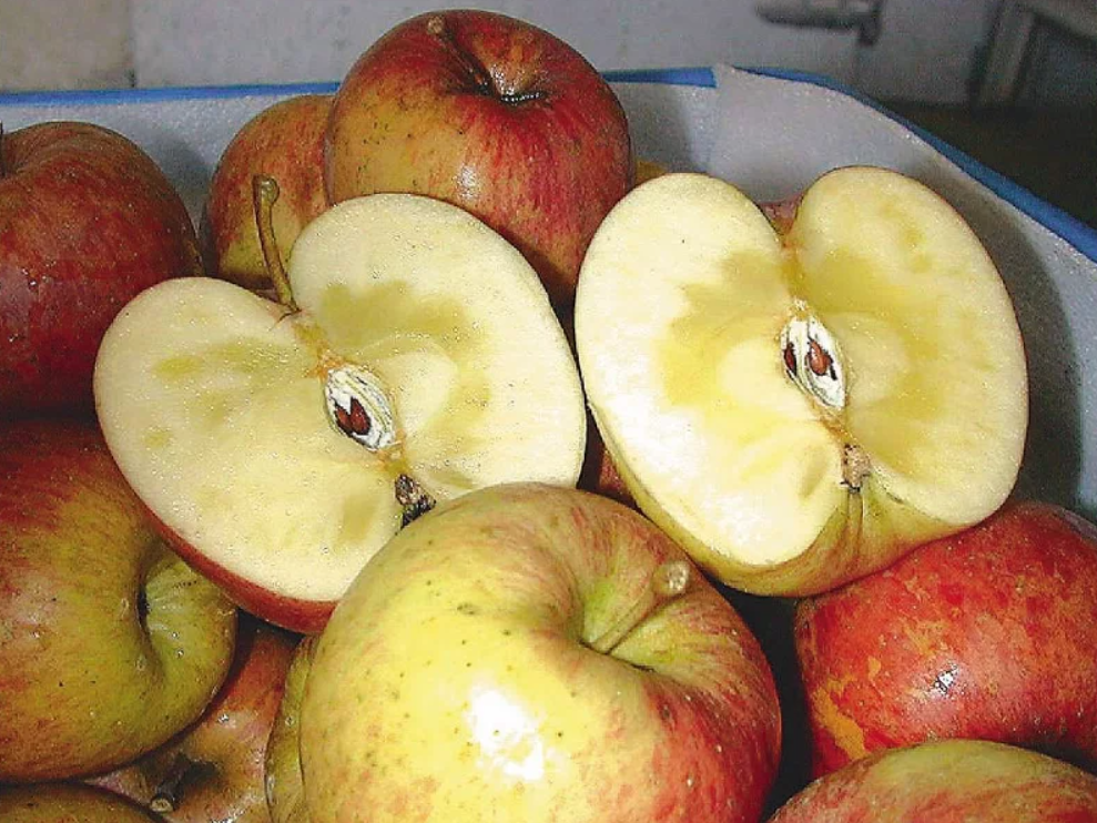 蜜蘋果結蜜是高濃度的天然山梨醇，出現在細胞間質裡，然後因為滲透壓的關係，讓水分滲透到了細胞間質裡。聯合報資料照片