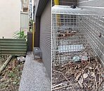 竹北大樓空地驚見白骨貓遺骸　疑遭活活關死動保所要查