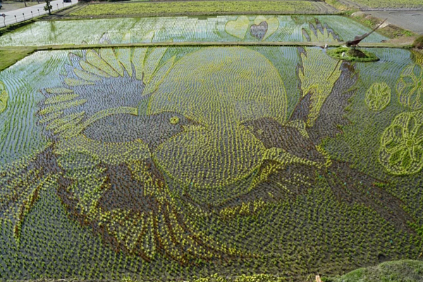 台東關山農會旁栽種彩稻,彩稻以象徵圓滿喜樂的「喜鵲」為主題,下個月進入最佳觀賞期。圖/讀者提供