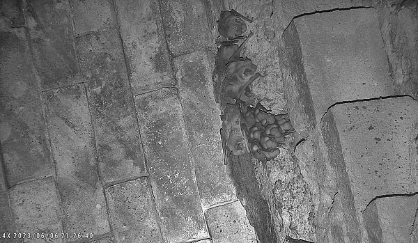 台灣蝙蝠學會運用物聯網監測大煙囪內部，發現霜毛蝠產子。圖／新竹市政府提供