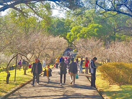 民眾瘋出國衝擊國旅,桃園市復興區即將迎來梅花季及櫻花季,近期上山遊客增加,旅宿業者說今年櫻花季假日有零星空房,目前衝刺平日的住房率。(呂筱蟬攝)