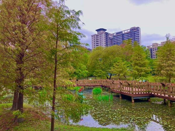 捷運線幸福站步行5分鐘處，頭前運動公園內有落羽松生態池。圖／新北市政府提供