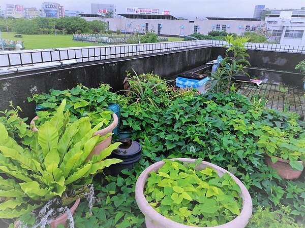 綠屋頂菜園使用土壤改良劑種植地瓜葉生長茂盛。圖/台北市工務局提供