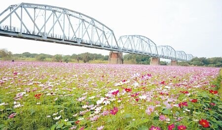 
百年古蹟搭配繽紛草花盛開，妝點高屏溪左岸河濱公園。（林和生攝）
