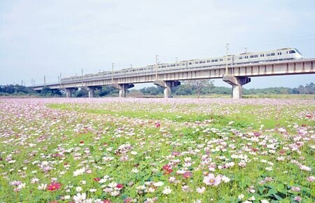 
高屏溪左岸河濱公園草花盛開，不時有火車經過，增添美麗景緻。（林和生攝）
