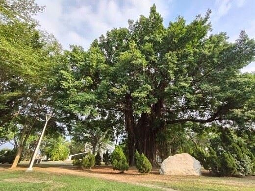 樹齡超過180年的五爪龍榕樹。圖／高雄市工務局提供