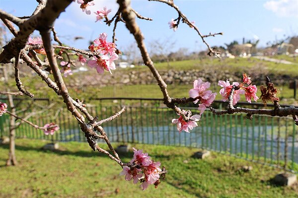 鹿谷小半天石馬公園是南投年開兩度的櫻花秘境,南投縣府斥資2千萬整修賞櫻設施。圖/南投縣政府提供