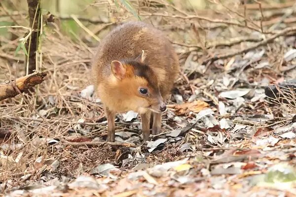 幼羌邊走邊嗅聞尋找母羌。圖／玉管處提供
