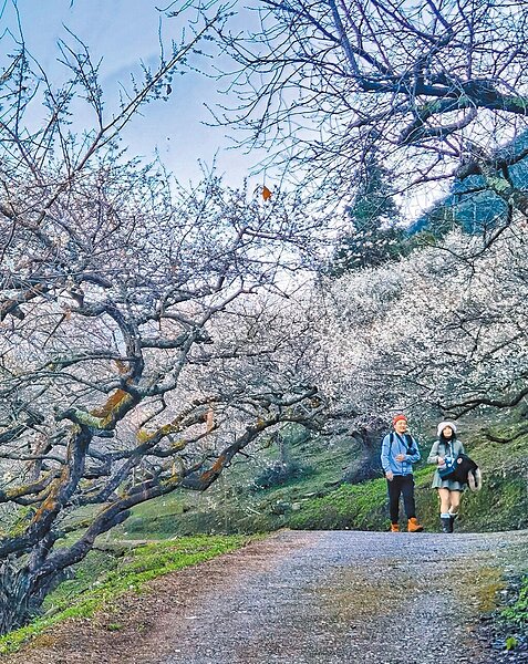南投縣信義鄉外坪頂賞梅區花況達到高峰，清雅香氣隨風飄散，吸引遊客上山賞花拍照。（民眾提供／楊靜茹南投傳真）