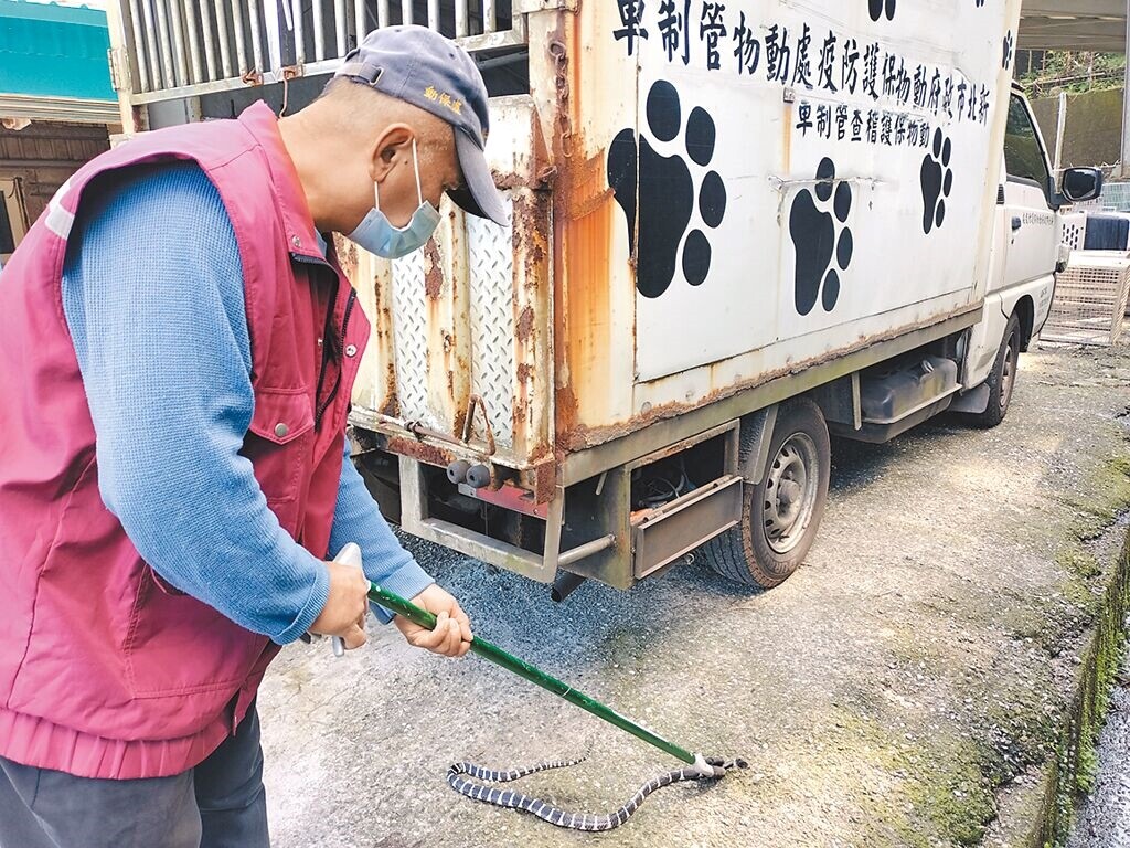 雖已入冬，新北市動保處仍在金山區捕獲陸棲毒蛇雨傘節。（新北市動保處提供／王揚傑新北傳真）