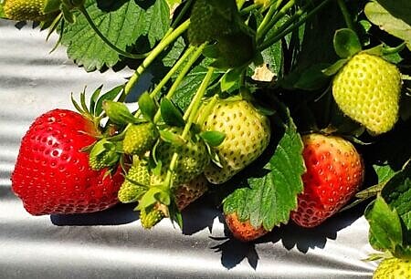 草莓季增添冬意,你、我般的庶民日常也在不知不覺中發生變化。圖∕本報資料照片