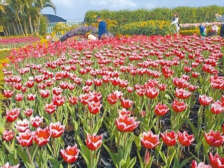 
台中市后里中社觀光花市鬱金香花季9日登場，今年引進60個品種，高達30萬株的鬱金香將持續綻放至3月中。（陳淑娥攝）
