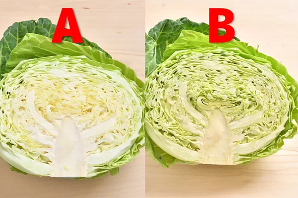 圖擷自あたらしい日日