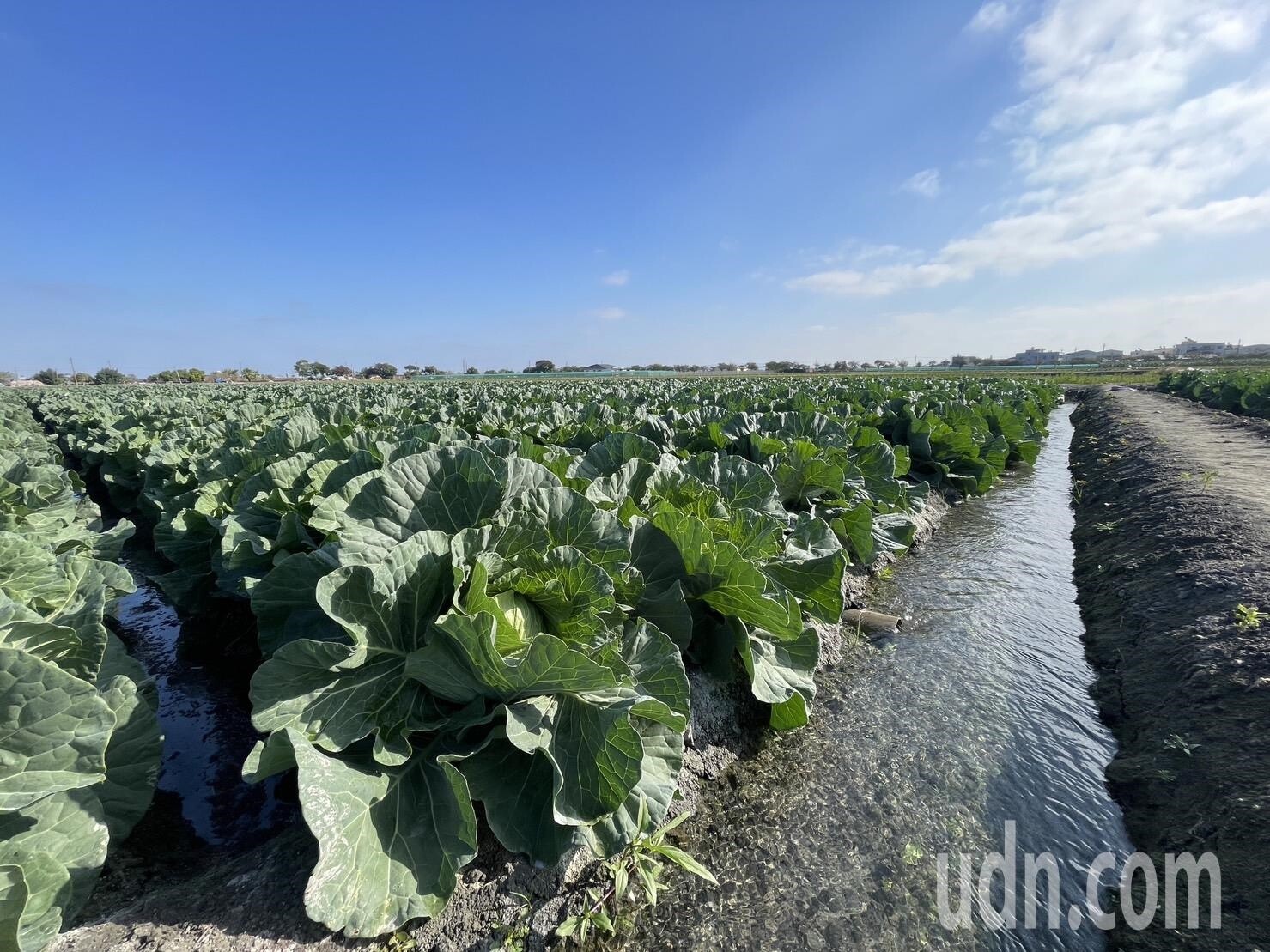 雲林地區高麗菜目前處於低價，現產地價每公斤約4、5元左右。記者陳苡葳／攝影 