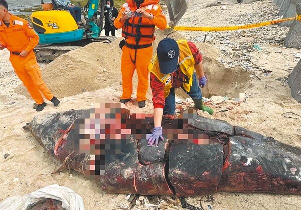 台東縣綠島鄉柴口岸際日前發現一具鯨豚屍體，屍身可見明顯分割切痕。（海洋委員會保育署會提供／蕭嘉蕙台東傳真）
