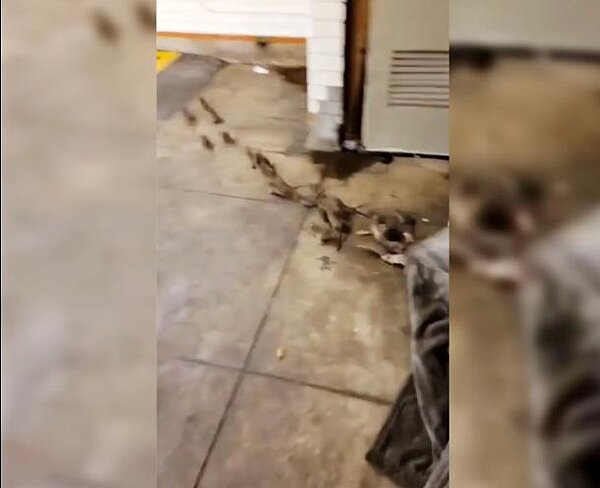 一名露宿在紐約地鐵月台的遊民與老鼠同睡的畫面流出。圖／截自影片