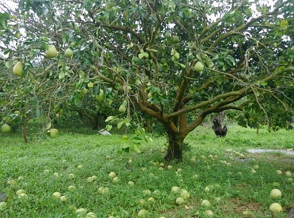 落果掉到地面有肉眼看不到的風險,除非做全套該有的安全檢測,否則依照正常的食品良好規範,都不建議拿來用。圖為台東文旦柚災損落果。圖/聯合資料照片