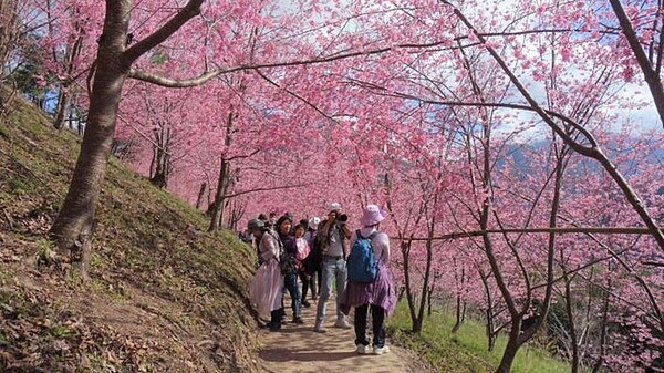 司馬庫斯部落預定住宿加上露營的遊客量共500人,鄰近部落二日汽車限定100輛。(圖/新竹縣政府提供)