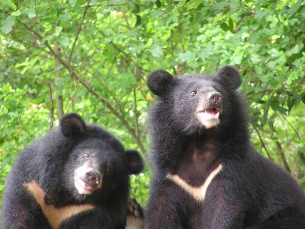 臺灣黑熊為瀕臨絕種野生動物。資料圖／玉山國家公園